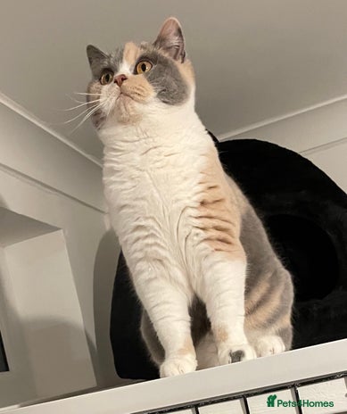British Shorthair cats - Advert 1