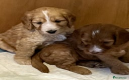 Cockapoo dogs for sale: 7 beautiful cockapoos baby’s  - Image 28
