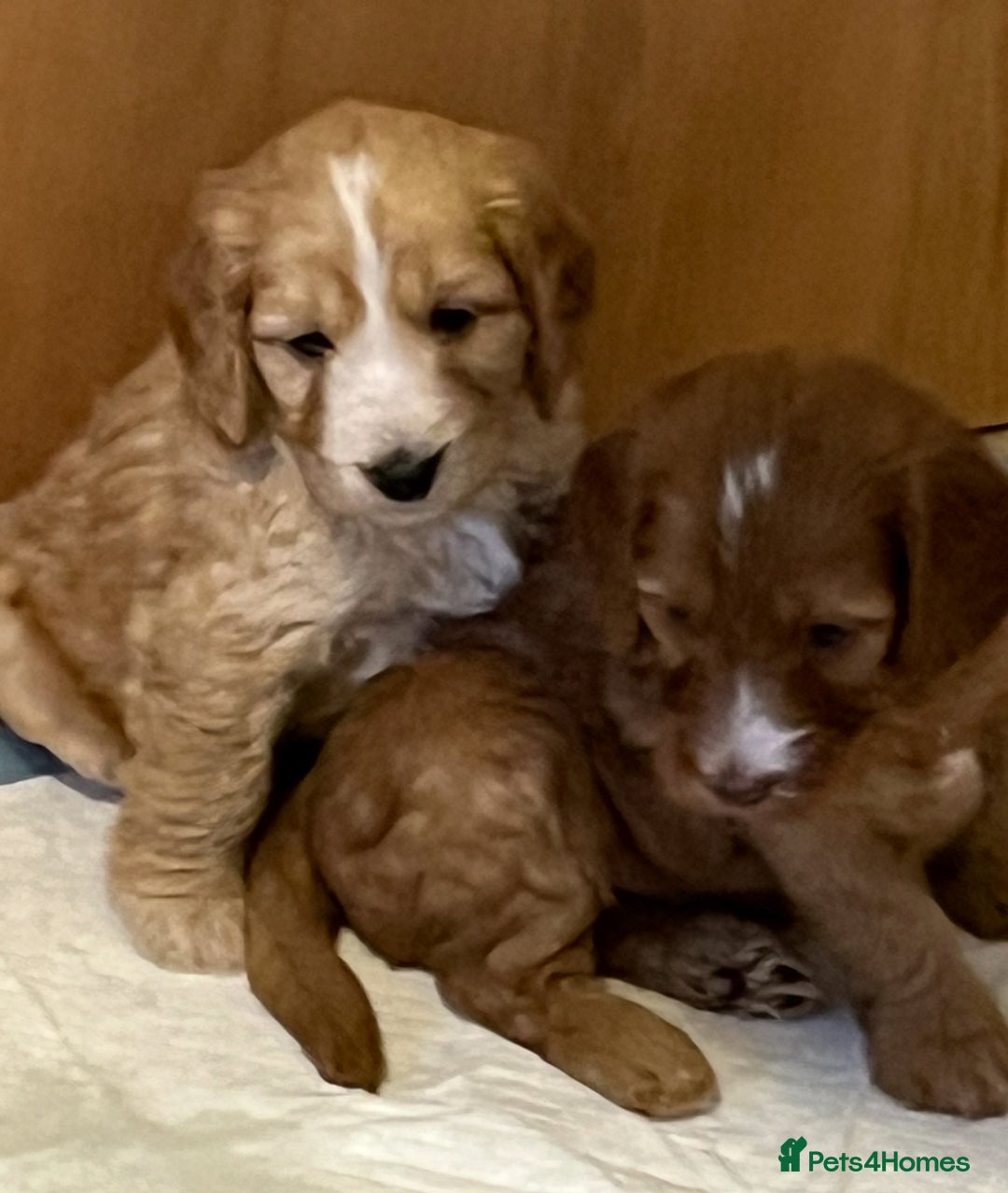 Cockapoo dogs for sale: 7 beautiful cockapoos baby’s  - Image 28