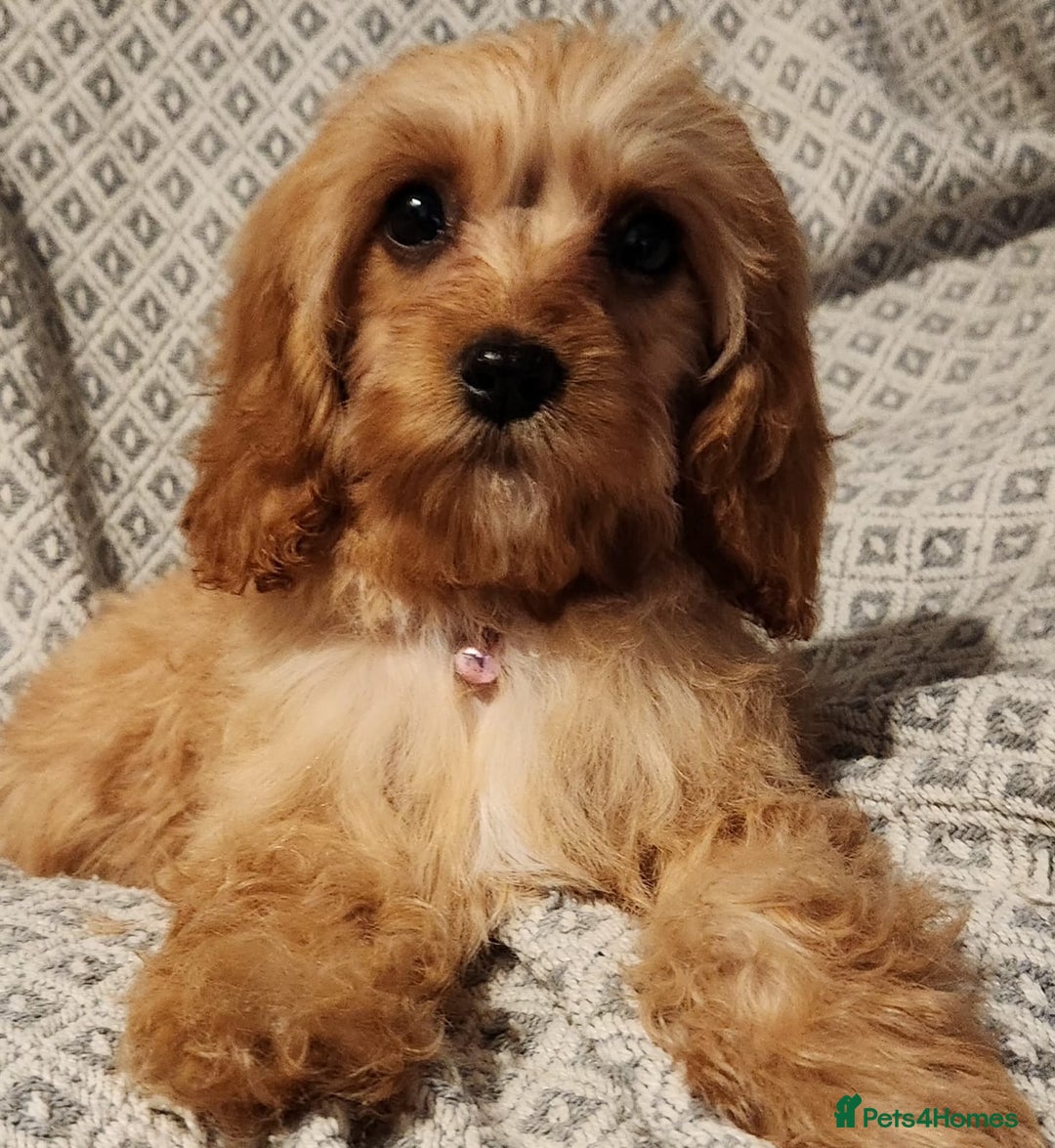 Cavapoo dogs for sale: Toy Cavapoo Puppies Looking for Forever Homes!! - Image 17