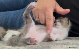 Ragdoll cats for sale: Ragdoll kittens £600-£1,000 - Image 16