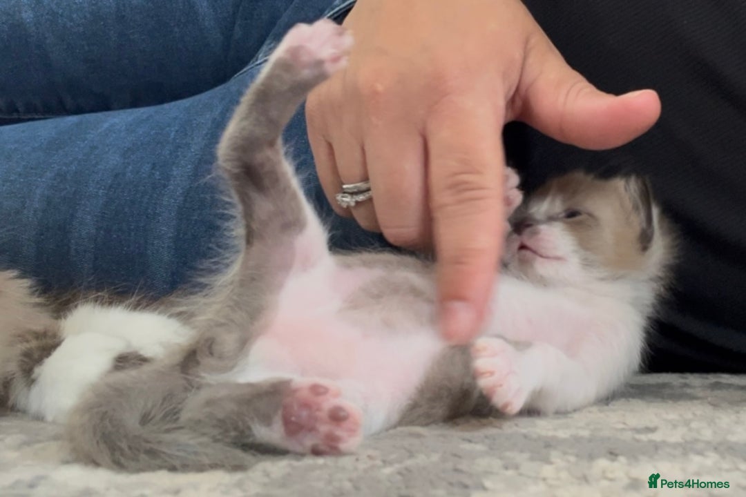 Ragdoll cats for sale: Ragdoll kittens £600-£1,000 - Image 16