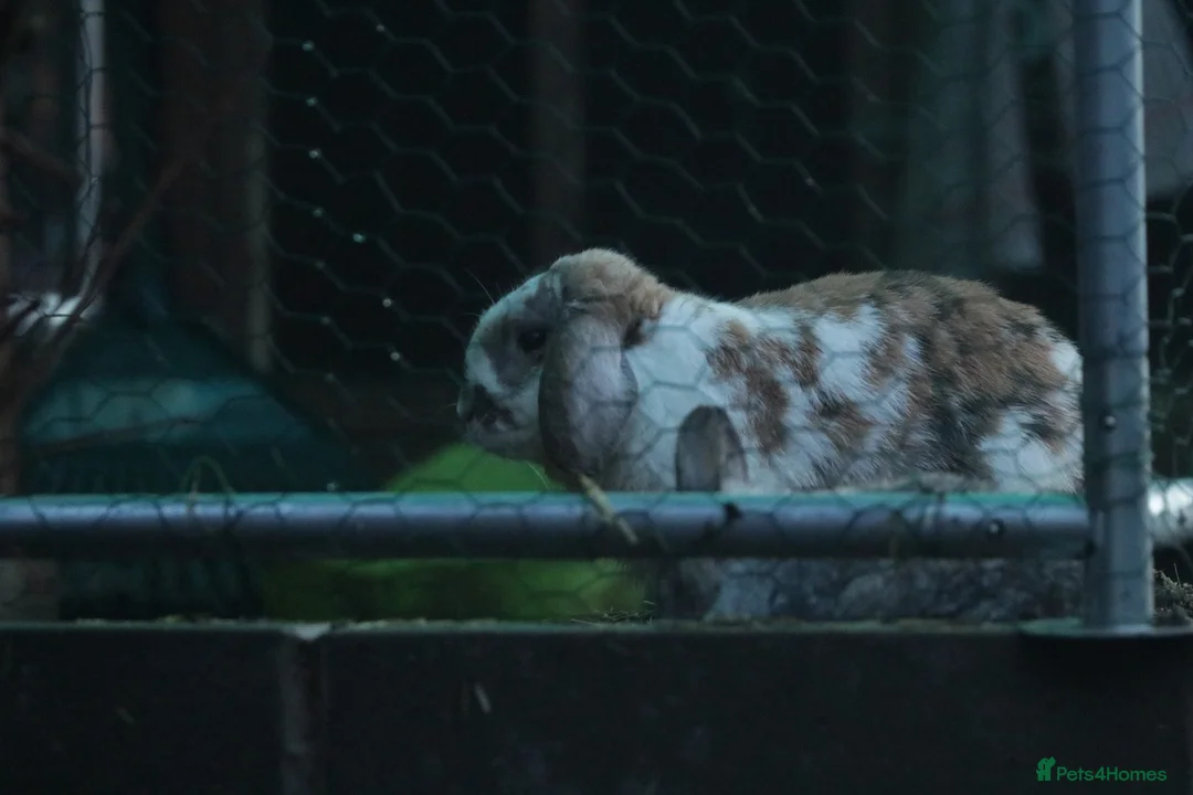 Netherland Dwarf rabbits for sale: The odd couple  - Advert 2