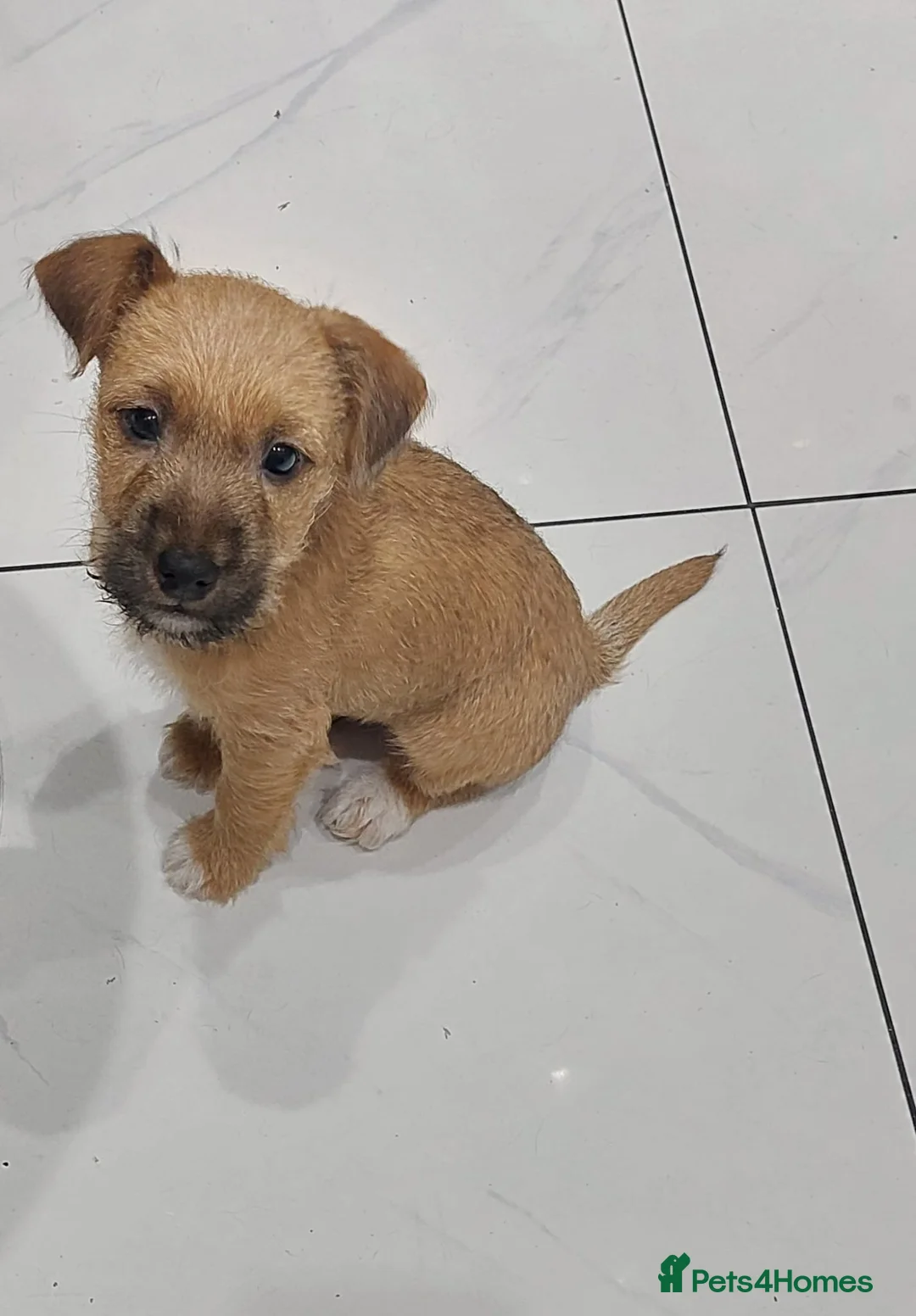 Mixed Breed dogs for sale: Bradley 5months old  - Advert 11