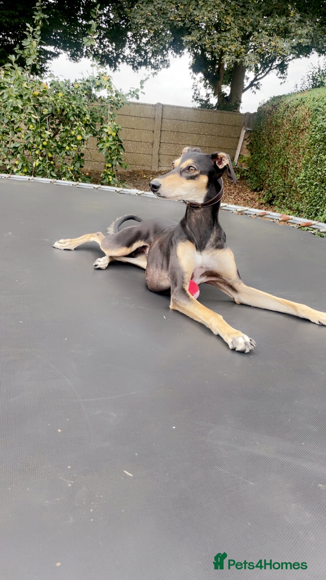 Mixed Breed dogs for sale: Stunning saluki greyhound puppies.  - Advert 23