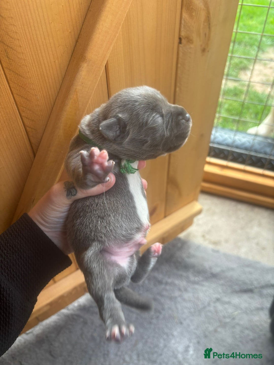 Staffordshire Bull Terrier dogs for sale: 6 kc registered blue staffys for sale :) - Image 9