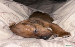 Mixed Breed dogs for sale: Beautiful Brown Male Patterdale terrier puppy  - Image 2