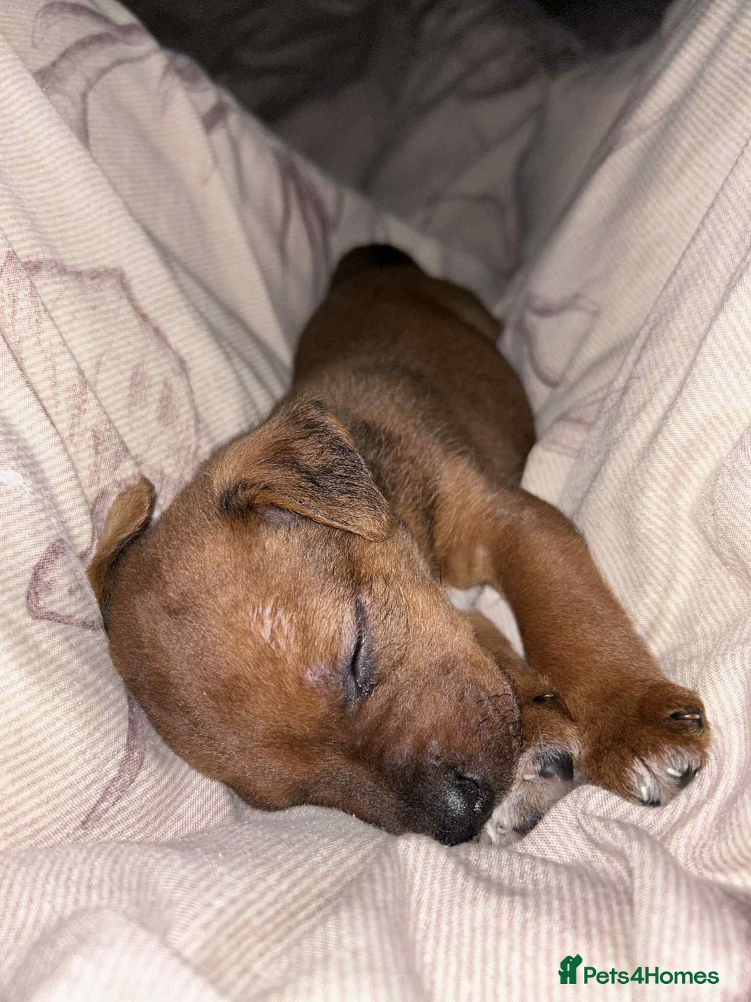 Mixed Breed dogs for sale: Beautiful Brown Male Patterdale terrier puppy  - Image 2