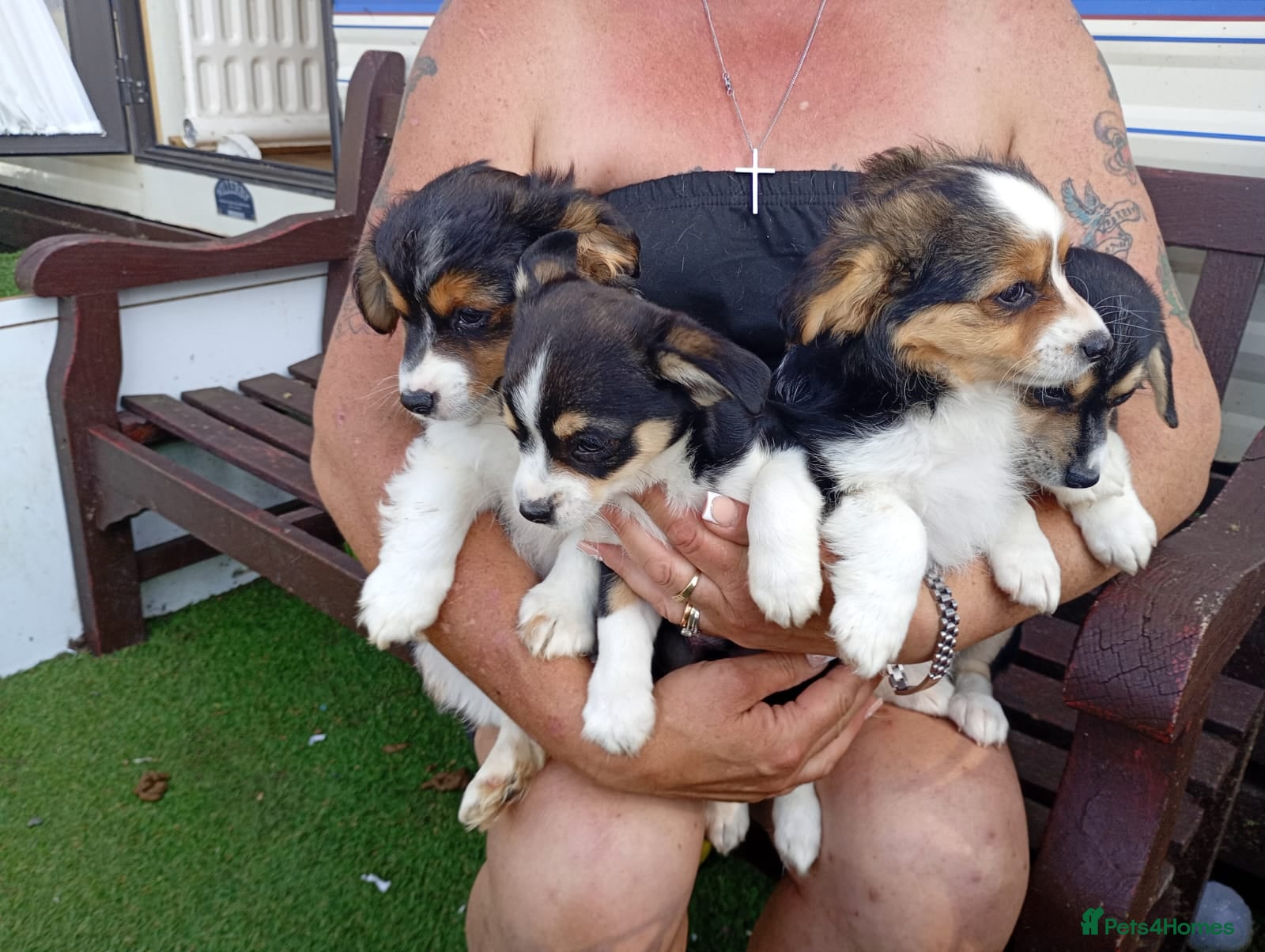 Mixed Breed dogs Jack achi poo puppy's for sale - Advert 5