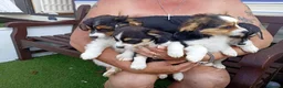 Mixed Breed dogs for sale: Jack achi poo puppy's for sale in Baldock - Advert 1