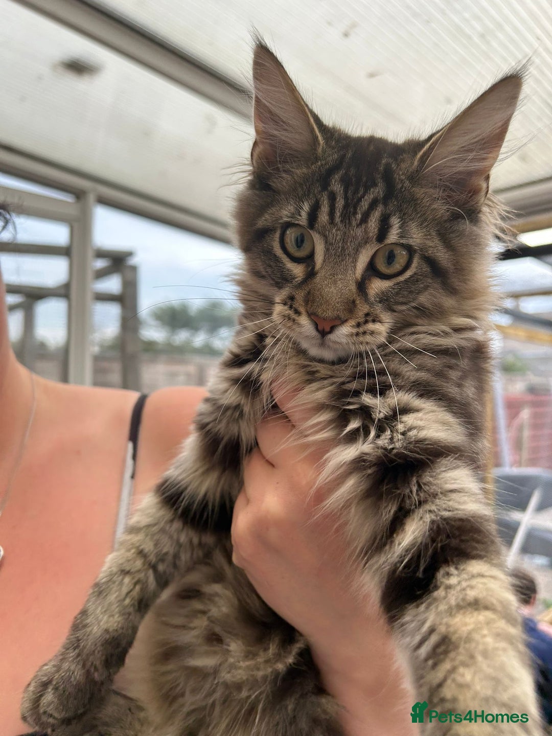 Maine Coon cats for sale: X Maine coon kits - Image 14