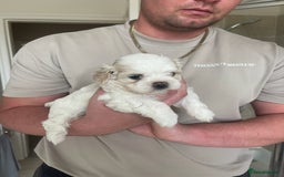 Maltese dogs for sale: Adorable KC Korean Maltese X Malshi puppies 🐾 - Image 6