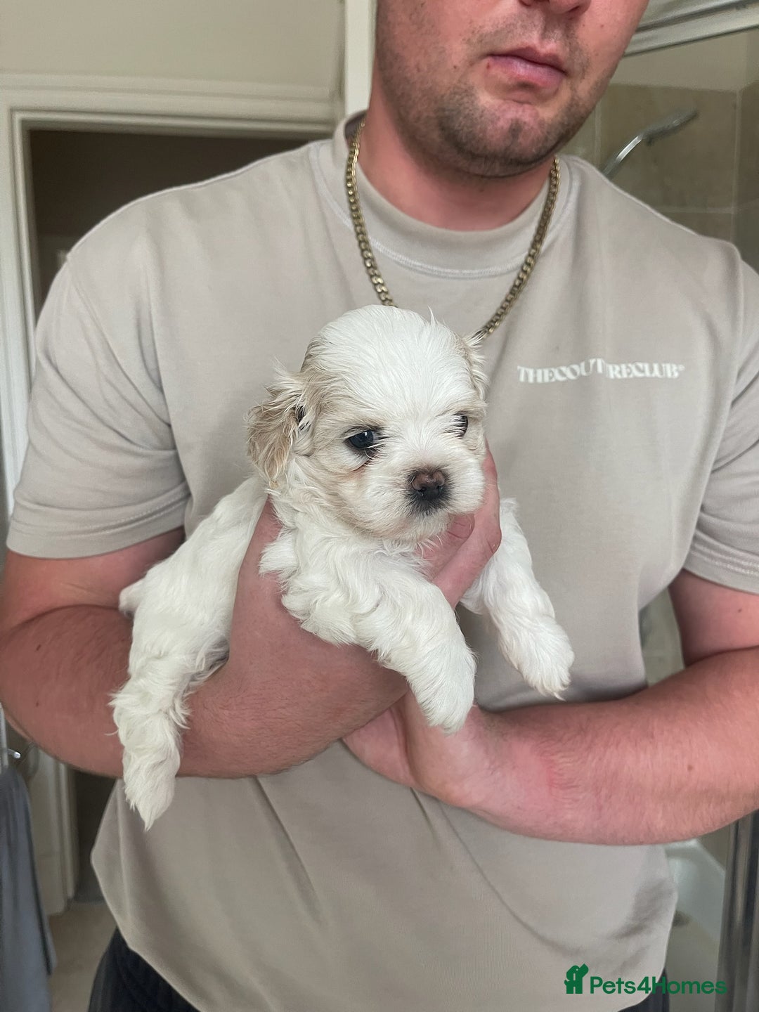 Maltese dogs for sale: Adorable KC Korean Maltese X Malshi puppies 🐾 - Image 6