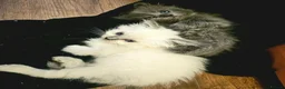 Ragdoll cats for sale: 🐾 Beautiful Ragdoll × Chinchilla Kittens - Advert 5