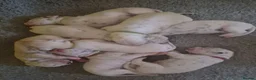 Dalmatian dogs for sale: SUPERB KC REGISTERED DALMATIANS - Advert 6