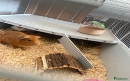 Sugar Glider rodents for sale: 2 male guineapigs - Image 1