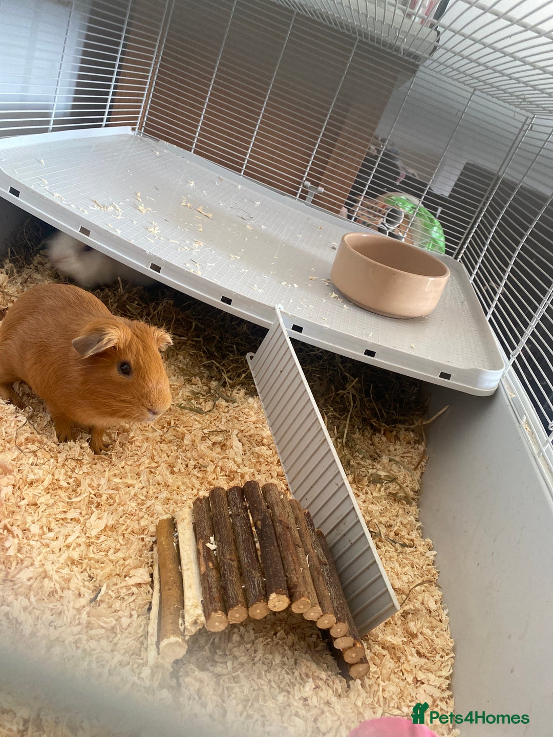 Sugar Glider rodents for sale: 2 male guineapigs - Image 1