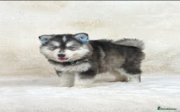 Pomsky dogs for sale: Stunning blue eyes f3 Pomsky puppies for sale - Advert 31