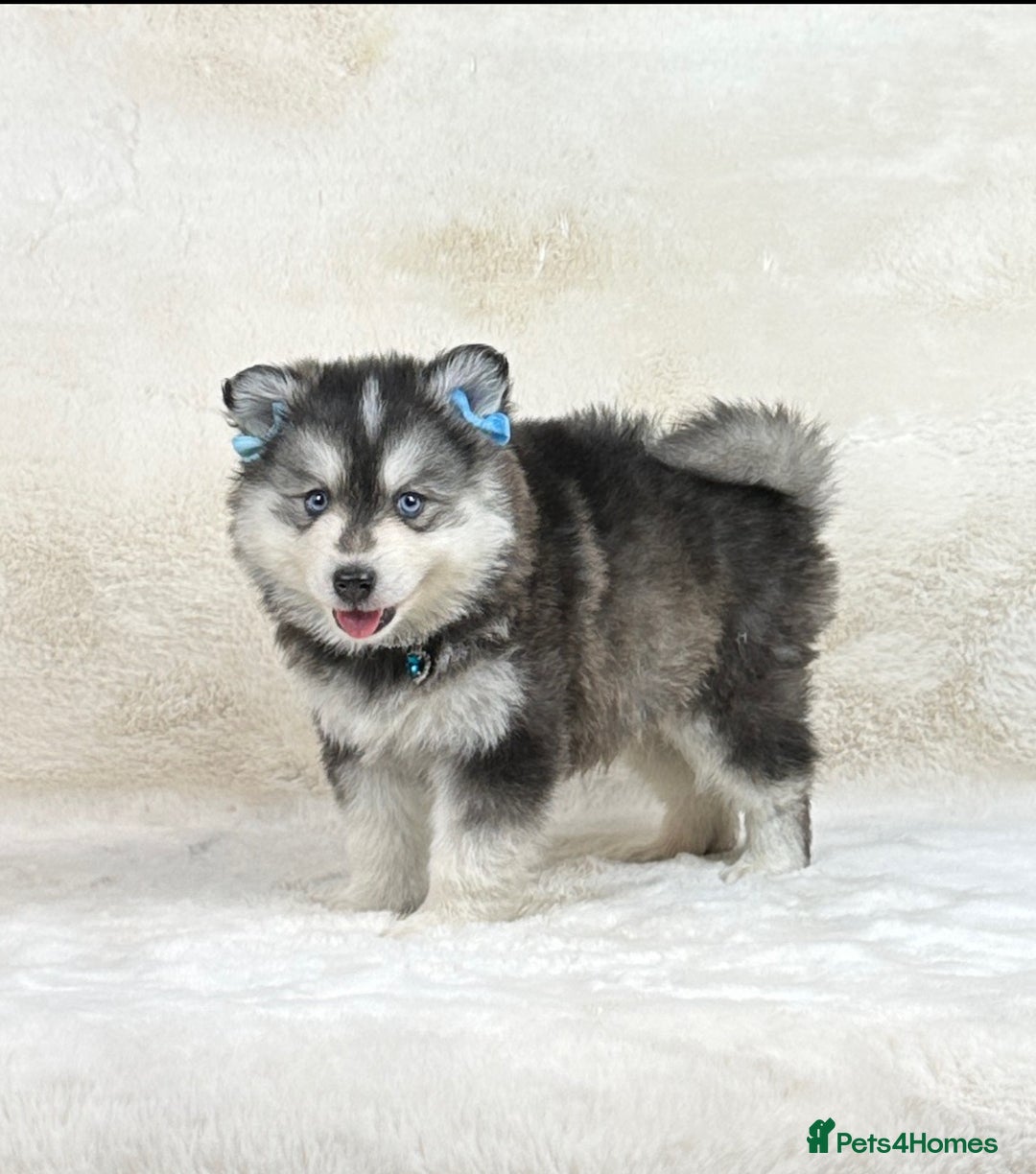 Pomsky dogs for sale: Stunning blue eyes f3 Pomsky puppies for sale - Advert 31