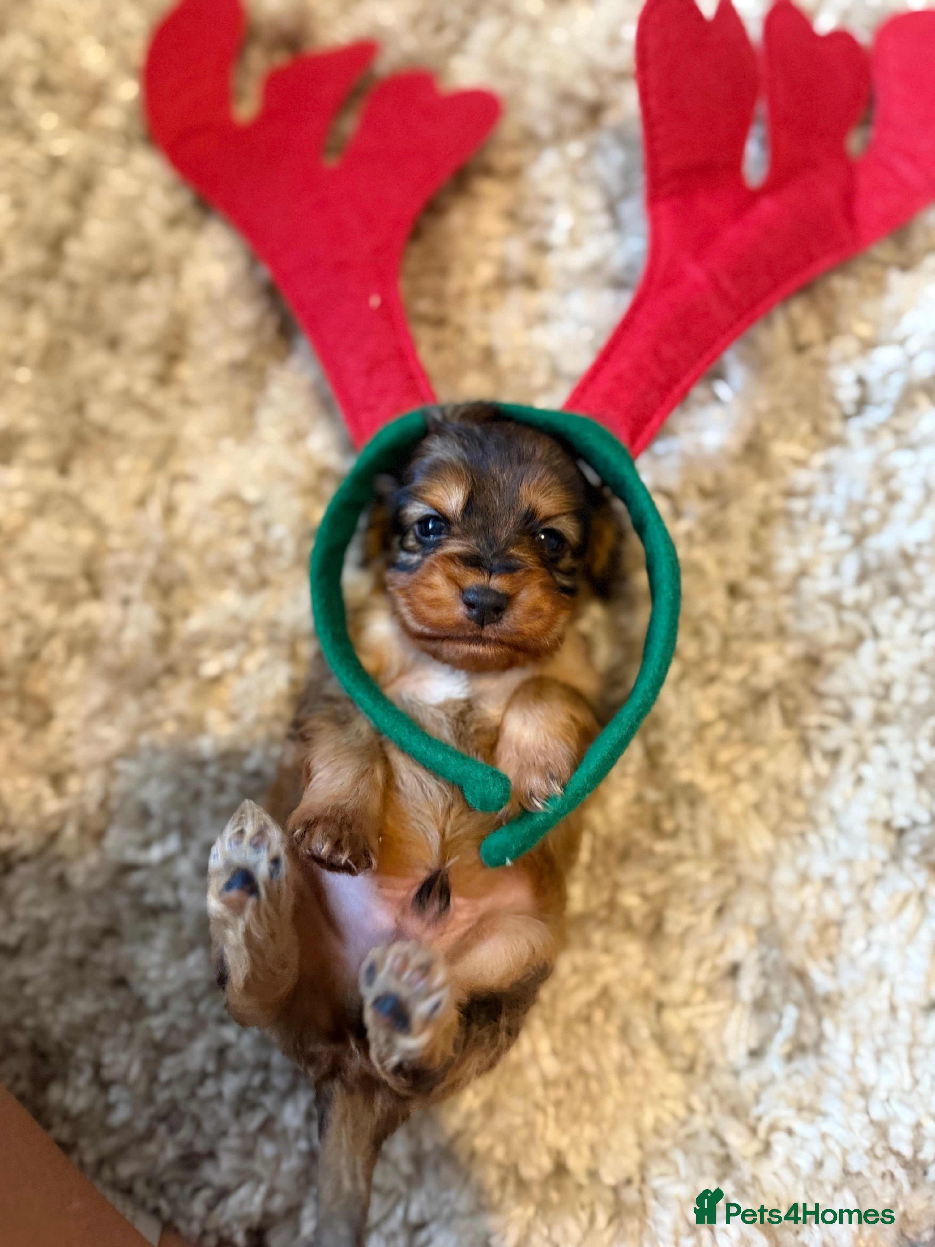 Cockapoo dogs Cockapoo F1B STUNNING COLOURS 4 available - Advert 2