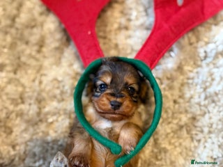 Cockapoo dogs Cockapoo F1B STUNNING COLOURS 4 available - Advert 16