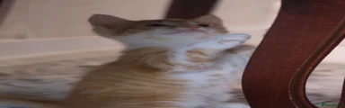 Cat 4
