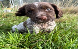 Cocker Spaniel dogs for sale: Extensively Health Tested KC Registered Girl - Image 6