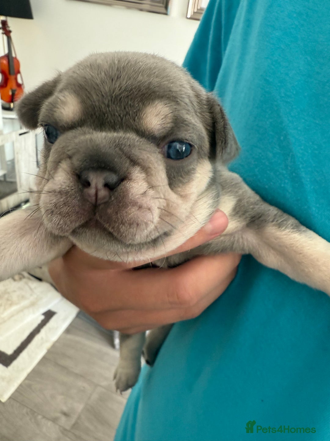 French Bulldog dogs for sale: French Bulldogs - Image 2