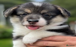 Welsh Corgi Pembroke dogs for sale: Champion bloodline KC reg. Pembrokes - Image 11