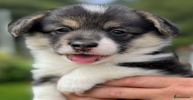 Welsh Corgi Pembroke dogs - Advert 1