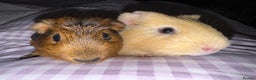 Guinea Pig rodents for sale: Male Guinea Pigs  - Advert 1