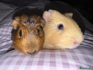 Guinea Pig rodents Male Guinea Pigs - Advert 1