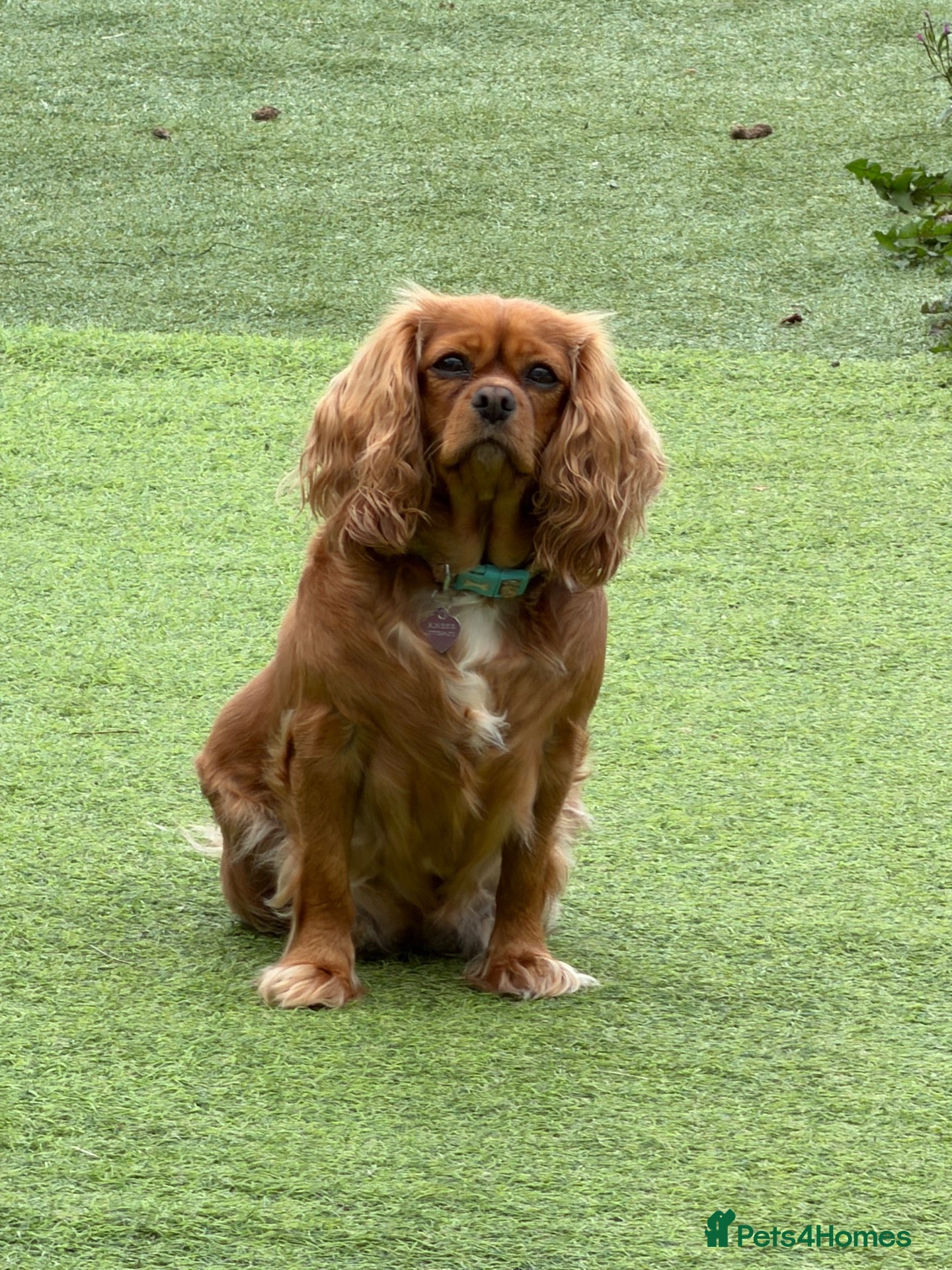 Cavapoo dogs for sale: Deep Red F1 Cavapoos - Ready mid-January  - Advert 5