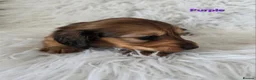 Miniature Dachshund dogs for sale: STUNNING KC SHADED RED LONG HAIR - Advert 2