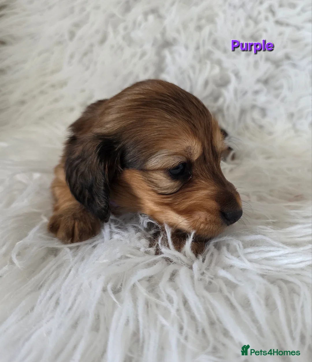 Miniature Dachshund dogs for sale: STUNNING KC SHADED RED LONG HAIR - Advert 2