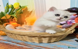 British Shorthair cats for sale: British Shorthair 🤍BOY🤍 - Image 4