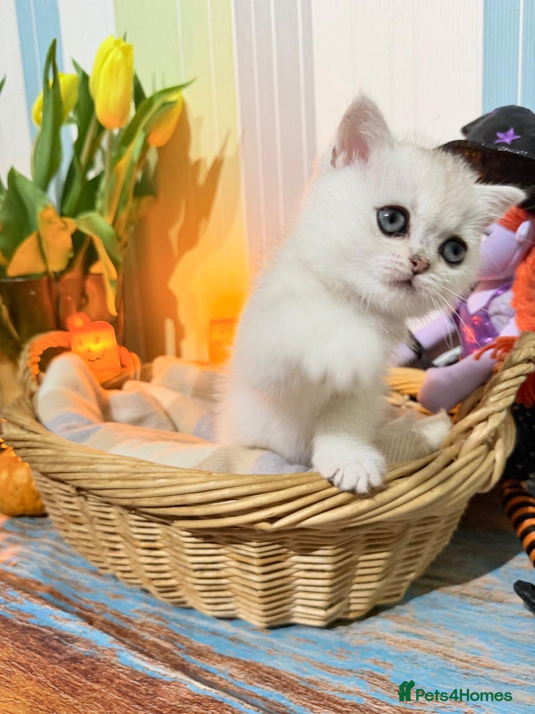 British Shorthair cats for sale: British Shorthair 🤍BOY🤍 - Image 4
