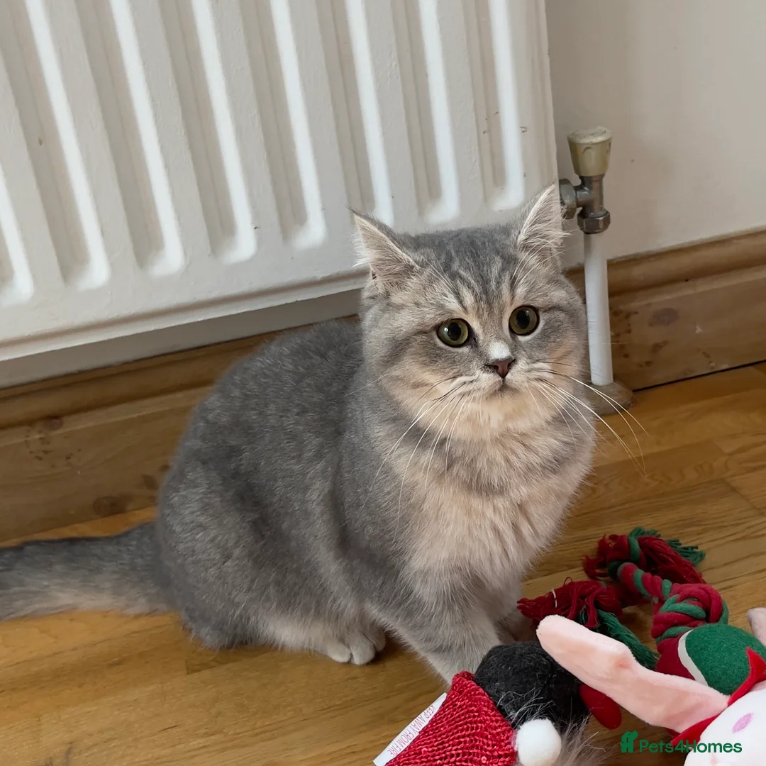 British Shorthair cats for sale: Only one TICA & GCCF British Shorthair Kitten  - Advert 8