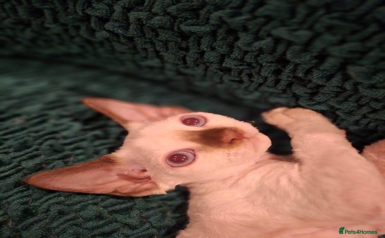 Devon Rex cats - Advert 1