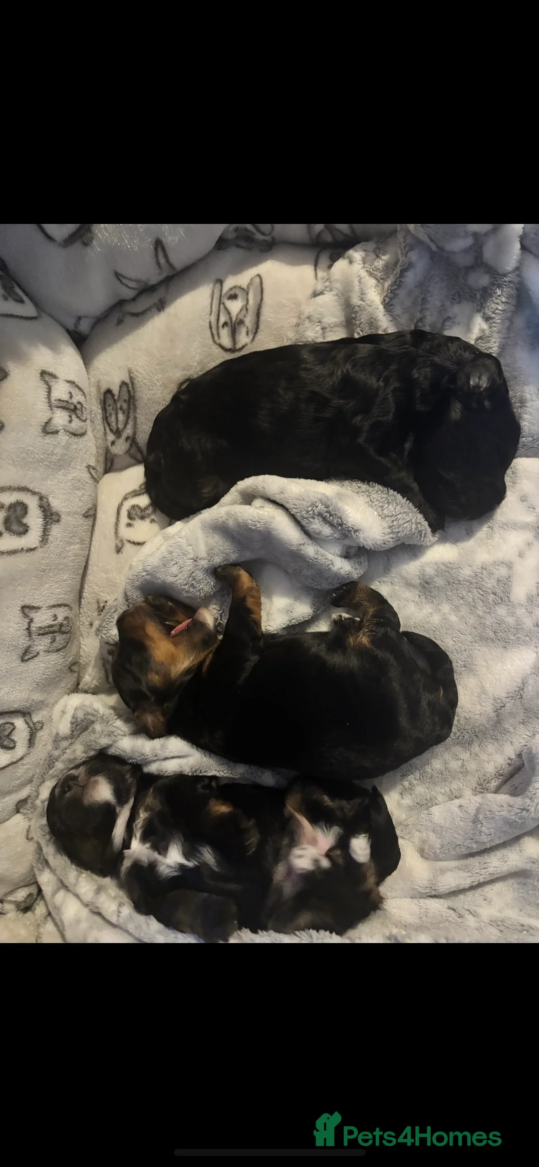 Toy Poodle dogs for stud: Kc registered chocolate phantom toy poodle - Advert 2