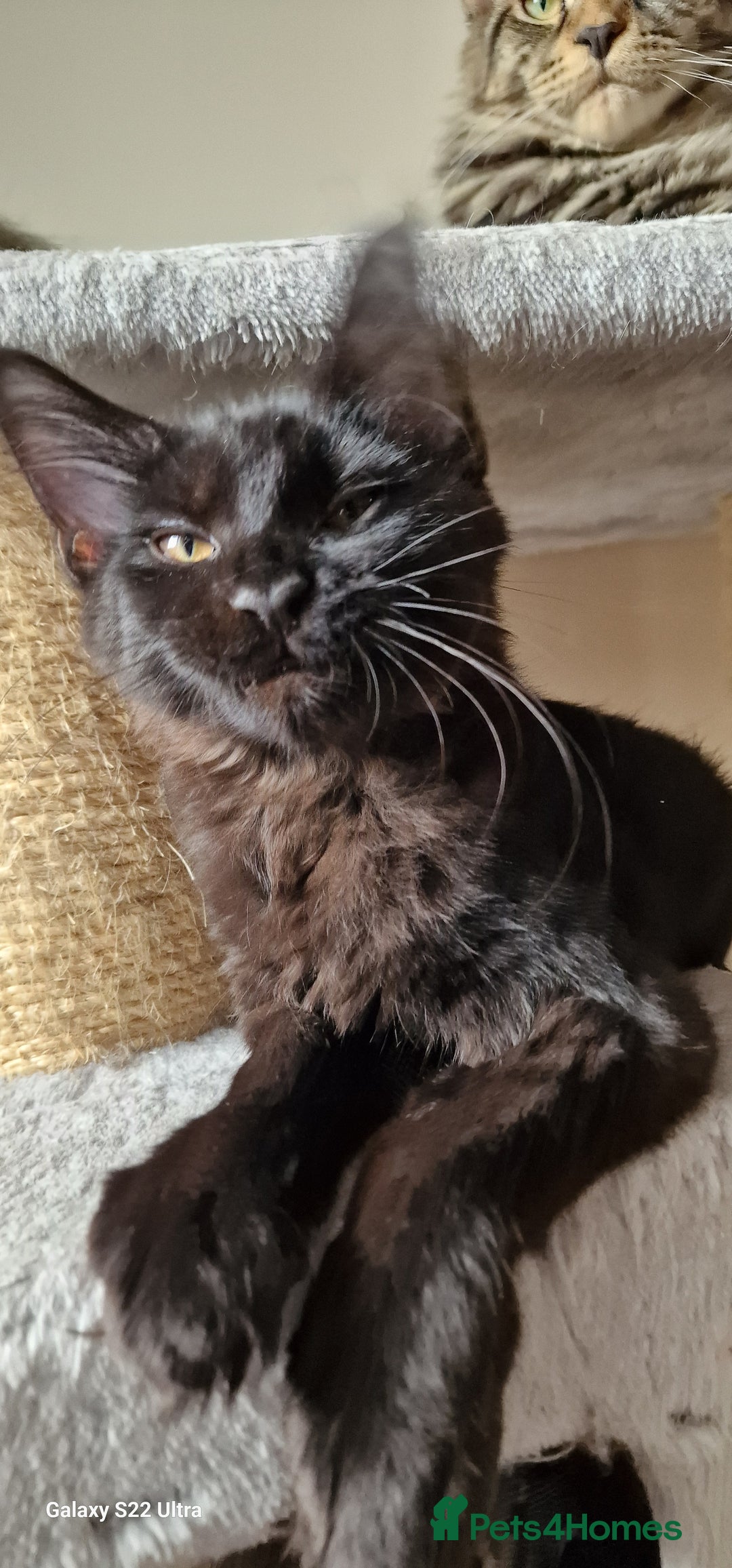 Maine Coon cats for sale: Pure Maine coon - Image 16