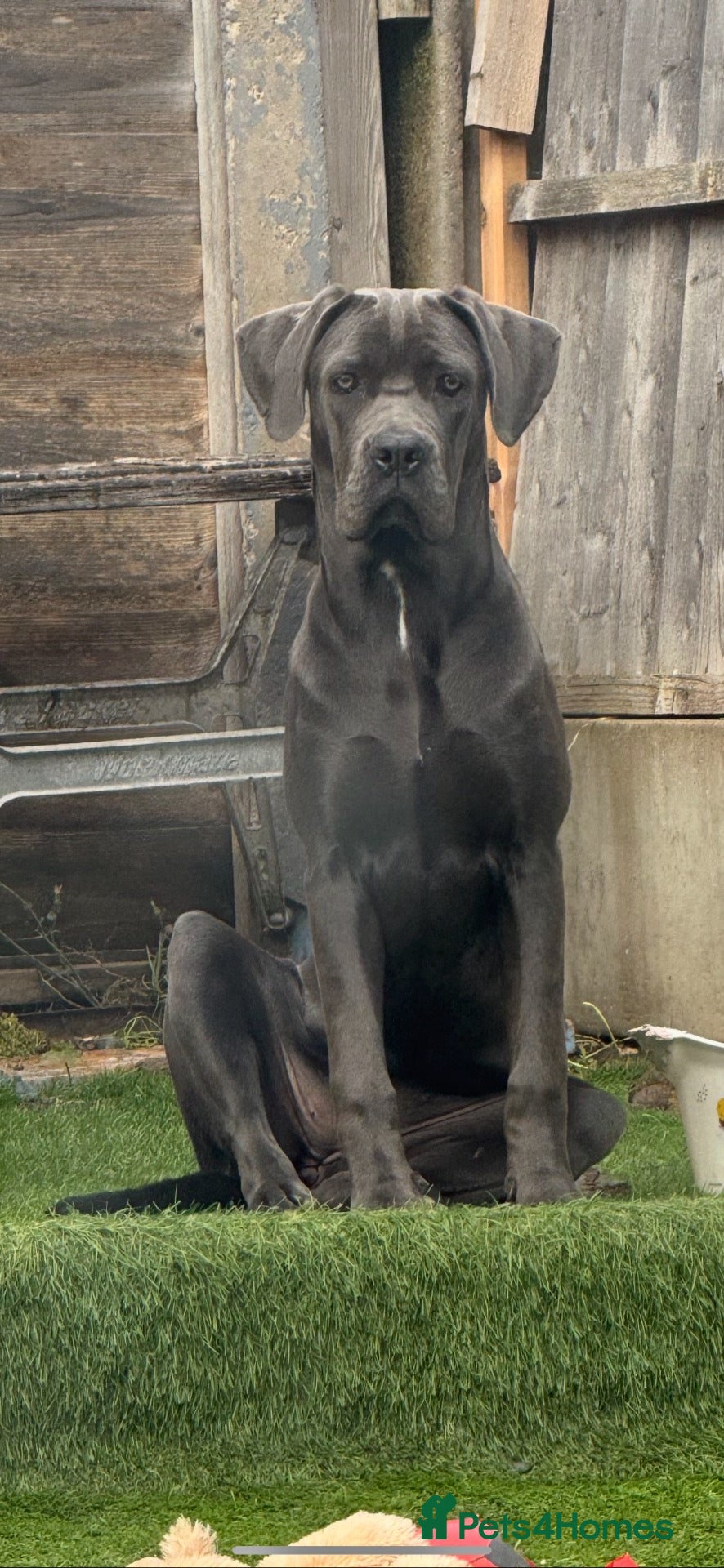 Cane Corso dogs for sale: Cane corso - Advert 23