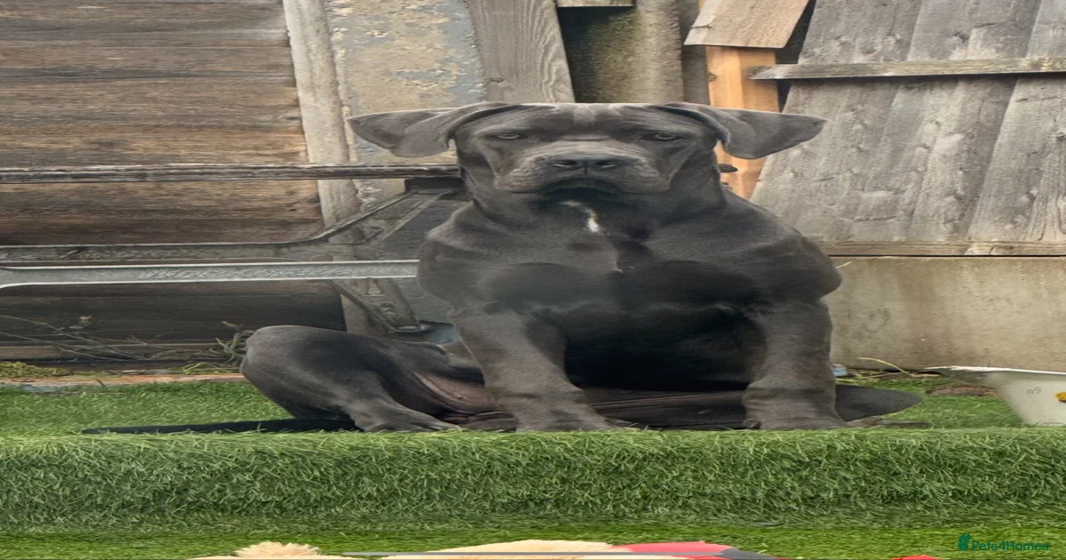 Cane corso for sale in Dudley | Pets4Homes
