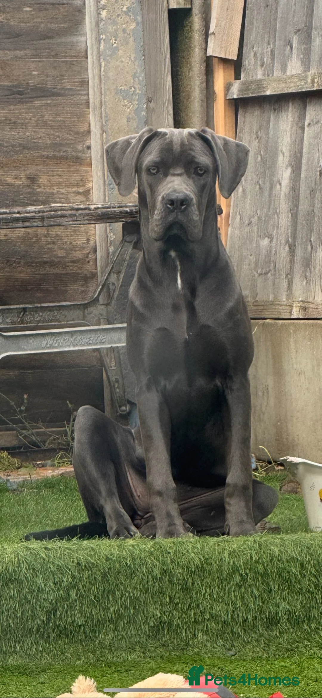 Cane Corso dogs for sale: Cane corso in Dudley - Advert 1