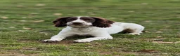 English Springer Spaniel dogs for sale: 9 month springer  - Advert 15