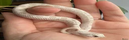 Snake reptiles for sale: Western Hognose Hatchlings - Advert 6