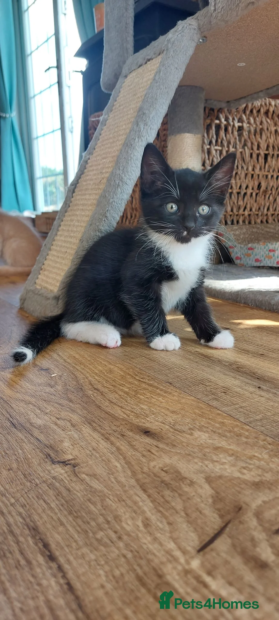 Maine Coon cats for sale: Maine coon cross Male kittens! - Advert 2