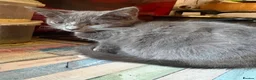 Mixed Breed cats for sale: Little ones are looking for loving home - Advert 8
