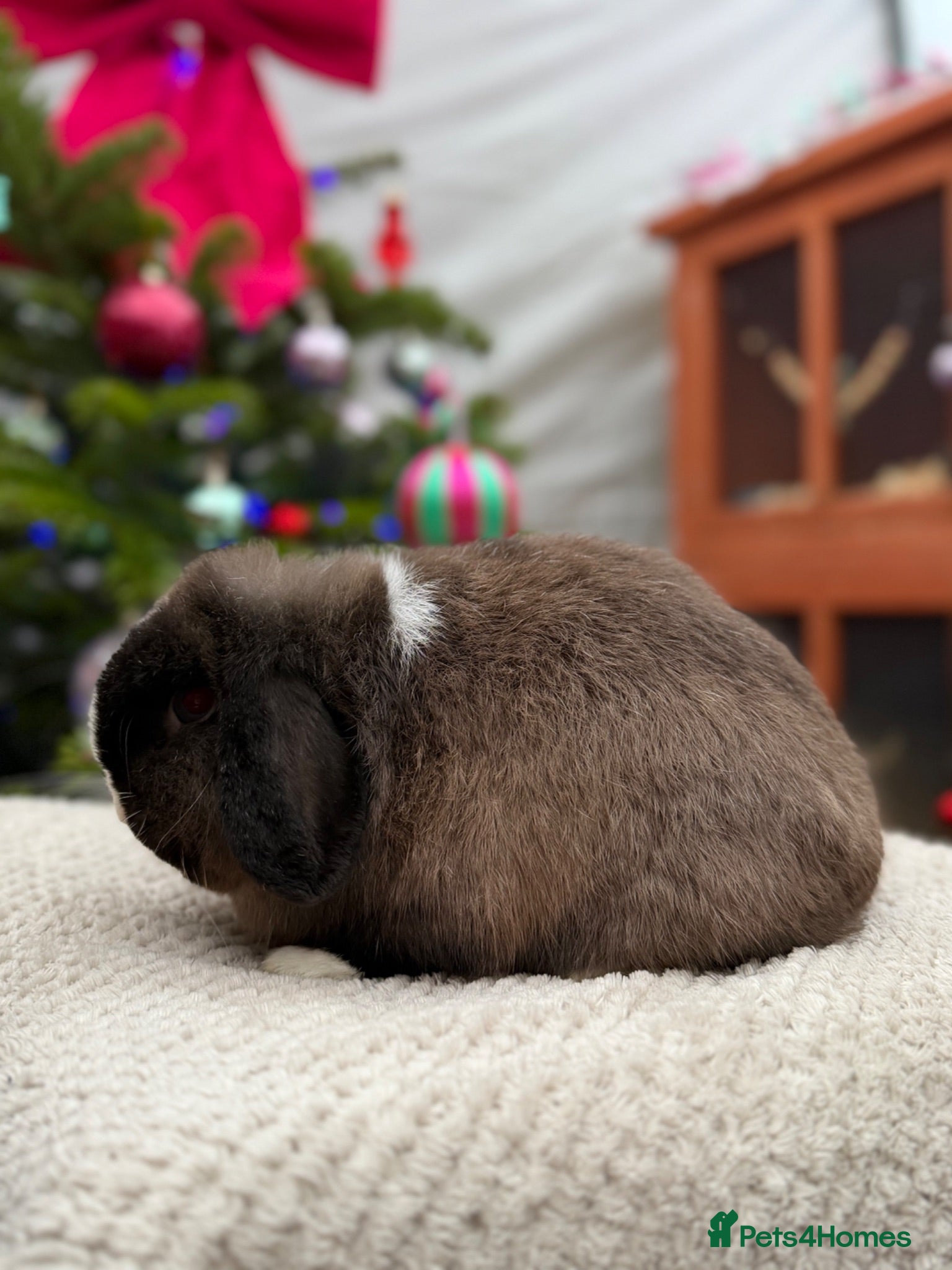 Mini Lop rabbits Mini lops available  - Advert 2