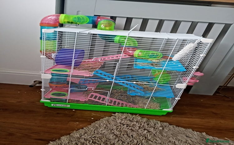 Hamster rodents - Advert 2